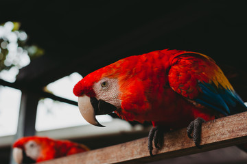 Guacamaya viendo hacia la camara.
