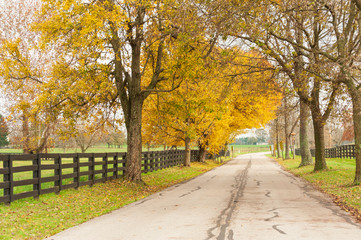 Fototapeta premium Country Road in Fall