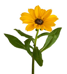 Yellow Daisy isolated on white background, including clipping path.