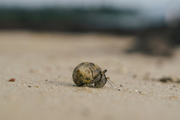 Hermit crab on his way into the water