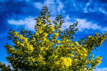 Mimosa plant in the spring