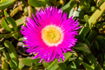 Obraz premium Carpobrotus rossii is a succulent coastal groundcover plant native to southern Australia. It is known by various common names, including karkalla, pig face (Western Australia)