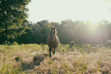 Bay horse running through summer field.