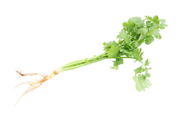 Fresh parsley before cook on white background.