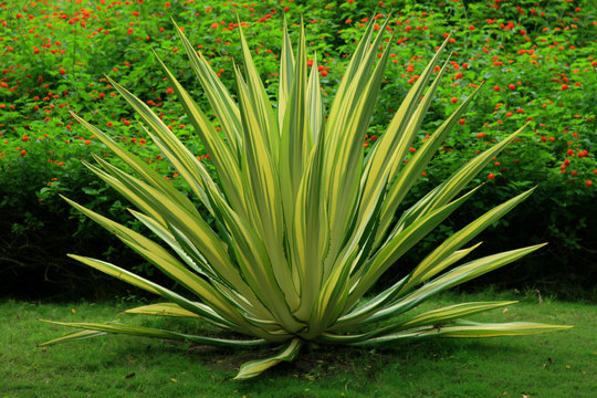 Closeup of agava at tropical garden