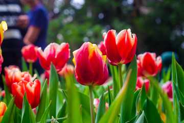 Colorful tulip flower close cup in botanical garden