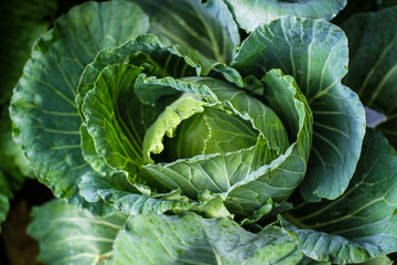 Organic frresh traditional cabbage close up