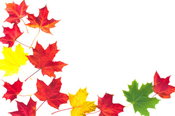 Autumn maple leaves.