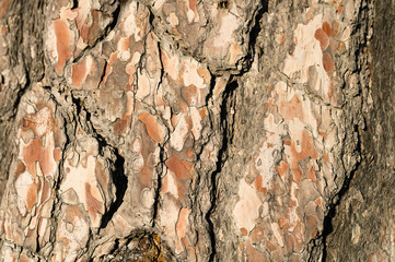 Background of old pine bark, woody texture