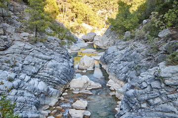 stream in the forest