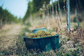 Crates of grapes during the picking in the vineyard