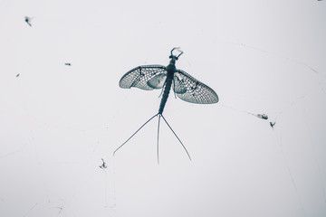 The moth tangled up in a web against the sky