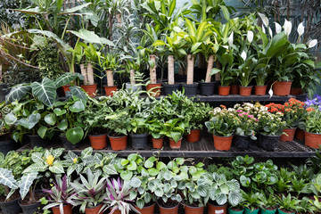 Fototapeta na wymiar Plant nursery in Coyoacan
