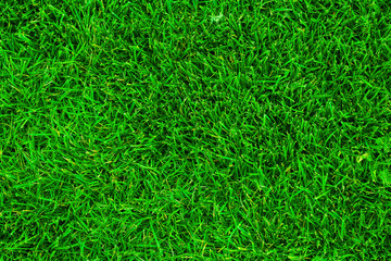 Green grass texture background. Background texture of green grass. Grass surface with copy space