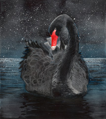   Watercolor picture of a beautiful black swan on the sparkling water with the starry night background © Мария Тарасова