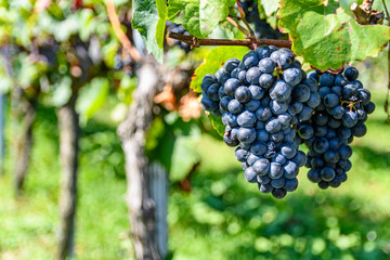 bunch of blue grapes on a vineyard, with blurred background in Styria Austria