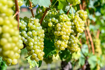 bunch of green grapes on a vineyard, with blurred background in Styria Austria