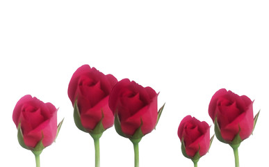 red roses on white background