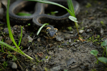 Natrix, Snake, Colubridae in the forest, close up.