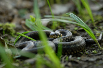 Natrix, Snake, Colubridae in the forest, close up.