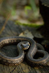 Natrix, Snake, Colubridae in the forest, close up.