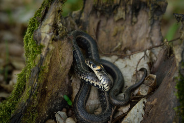 Natrix, Snake, Colubridae in the forest, close up.