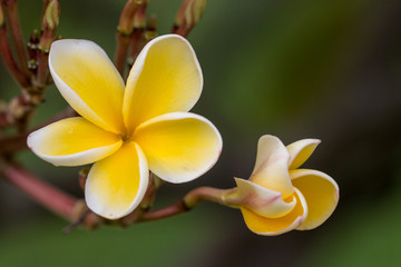 White Frangipani flower after rain in Chiang Mai ,Thailand