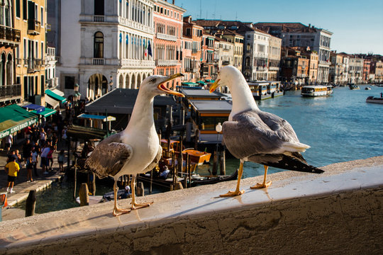 Veja de v&aacute;rios &acirc;ngulos a bela e irreverente Veneza que encanta o mundo por muitos s&eacute;culos, It&aacute;lia Europa Gaivotas brigando