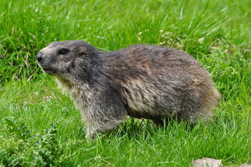marmot in the grass in summer in the park of the Gran paradiso, valle d'Aosta
