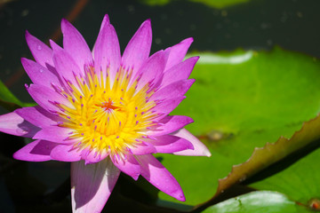 Pink Lotus Flower full blooming in pond and blur pad on water background