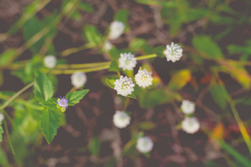 White grass flowers taken from above.