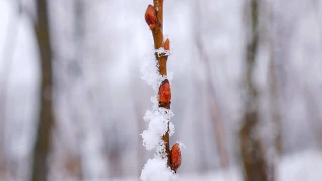 Snow falling on tree branches in Winter christmas season background. Beautiful nature landscape