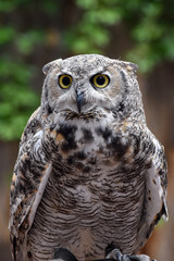 great horned owl