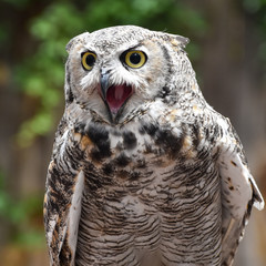 great horned owl