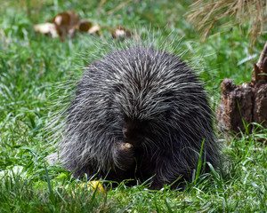 porcupine in grass