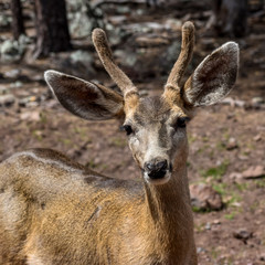 portrait of a mule deer
