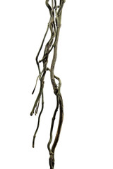 Spiral twisted jungle tree branch, vine liana plant isolated on white background, clipping path included
