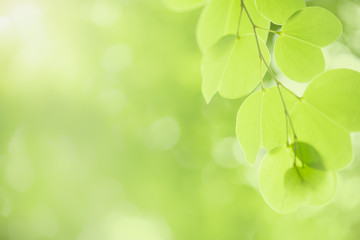 Close up of nature view green leaf on blurred greenery background under sunlight with bokeh and copy space using as background natural plants landscape, ecology wallpaper concept.