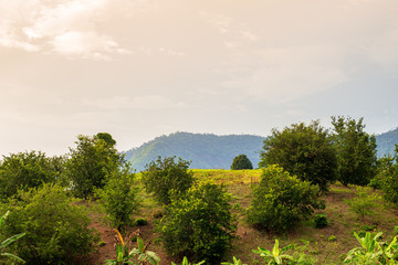 A hill with a tamarind tree planted by farmers