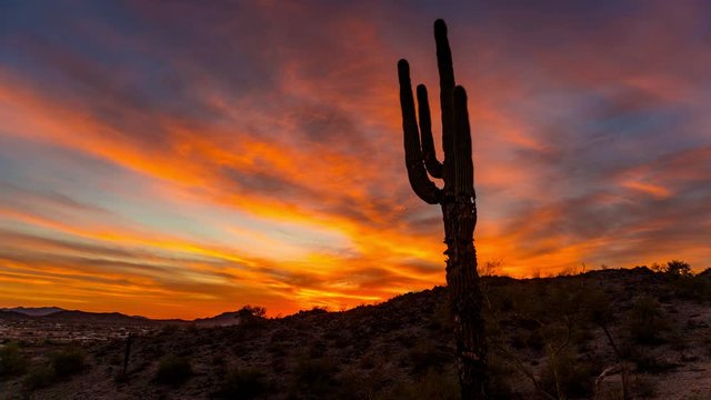 Silhouette of rugged cactus during sunset in desert