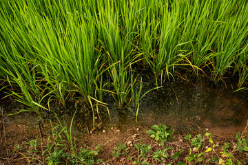 Rice seedlings with abundant water
