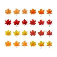 Set of colorful autumn leaves. Design for banner, post, card, label