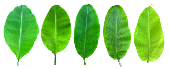 collection of banana leaf isolated on white background. Tropical plant