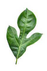 Breadfruit plant leaves with branches on white isolated background for green foliage backdrop