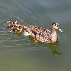 Famille de canard sur l'eau