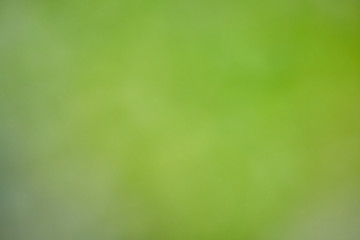 Fototapeta na wymiar Abstract blurred of green nature background.