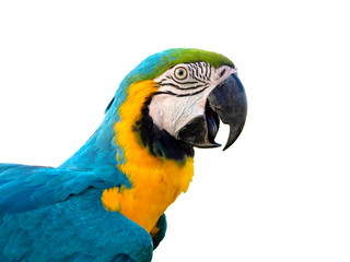 Side view and close up Blue and gold macaw (Ara ararauna) isolated on white background. Blue and gold macaw It is a large tropical parrot that is favour as a pet.