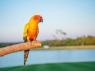 Beautiful Sun Conure parrot perched on branches in the park in a cute manner with copy space. Sun Conure is a bird pet that is left to live freely.