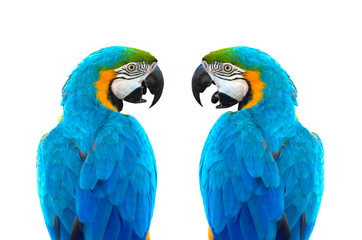 Cose up from back of side-facing two Blue and gold macaws (Ara ararauna) isolated on white background. Blue and gold macaw It is a large tropical parrot that is favour as a pet.