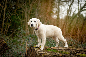 Retriever puppy standing on a tree stump in the woods